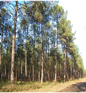 landes